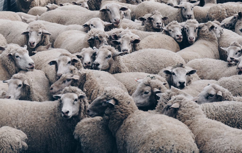 Sustainable wool cruelty free