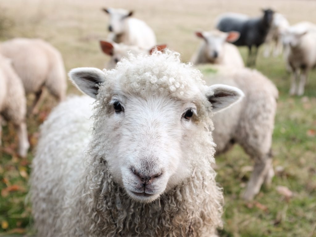 wool sustainable cruelty free